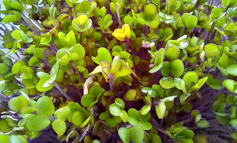 sprossen-mikrogruen Radieschen-Mikrogrün im Workshop zur Gesundheitsförderung